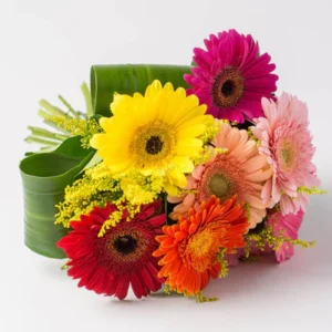 Buquê de 8 Gérberas Coloridas